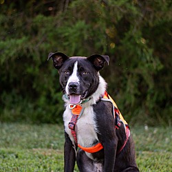 Thumbnail photo of Rover (Foster-To-Adopt) #4