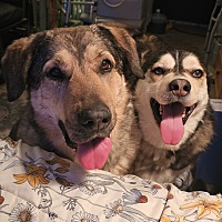 adopt a pet