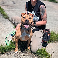 adopt a pet
