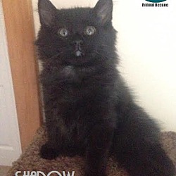 Thumbnail photo of Shadow - Adopted December 2016 #3