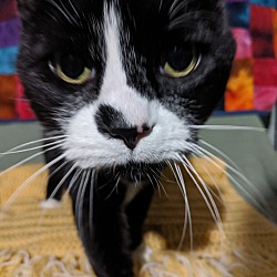 Thumbnail photo of Buddy Cat #4