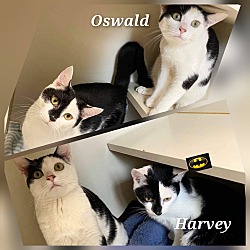 Photo of Oswald & Harvey