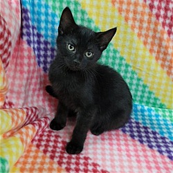 Thumbnail photo of Rainbow Sprite Kittens: HAMMY PENDING ADOPTION #1