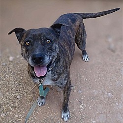 Photo of Buddy
