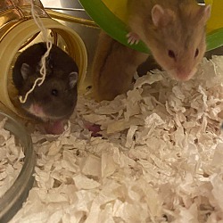 Photo of Hamsters