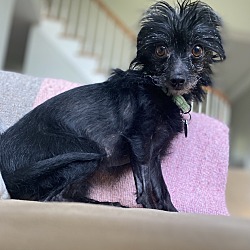 Photo of Gremlin