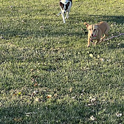 bonded pet photo