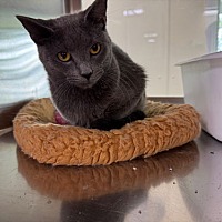 adopt a pet
