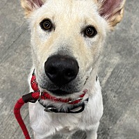 adopt a pet