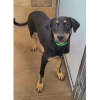 adopt-pet