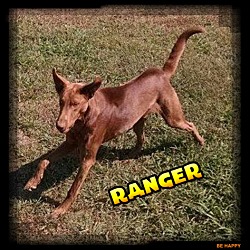 Thumbnail photo of Texas Ranger #1