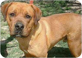 rodeo ridgeback dog