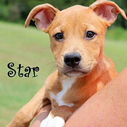 Thumbnail photo of Star~adopted! #1