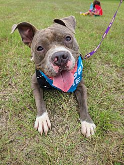 starmark collar petsmart