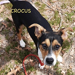 Thumbnail photo of Crocus #1