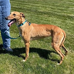 Photo of Ruby