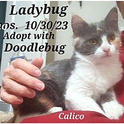 Thumbnail photo of Doodlebug and ladybug #4