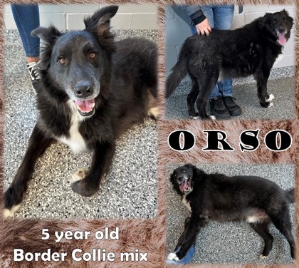 Photo of Orso