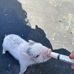 Thumbnail photo of Wilbur  Mini Pig #2