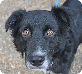 douglas border collie