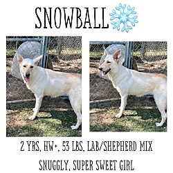 Photo of Snowball