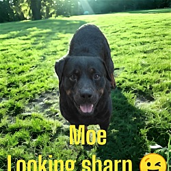 Thumbnail photo of Moe #4