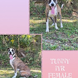 Thumbnail photo of Tunny #1