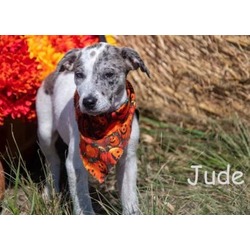 Thumbnail photo of Jude #1