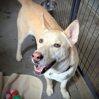 adopt a pet