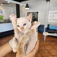 adopt a pet