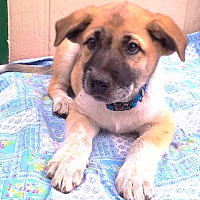 adopt a pet