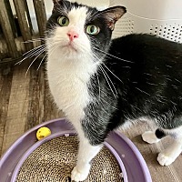adopt a pet