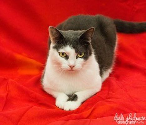 Charlotte, Nc - Domestic Shorthair. Meet A.. Julia A Pet For Adoption 