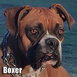 Thumbnail photo of Boxer #1