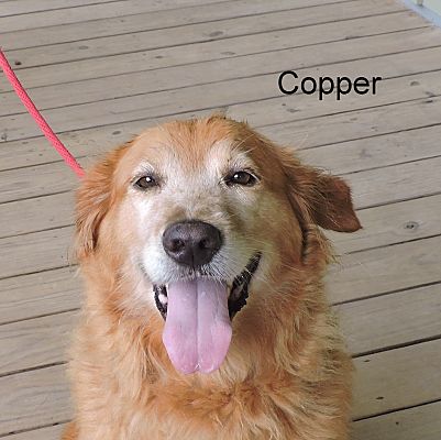 Slidell La Golden Retriever Meet Copper A Pet For Adoption