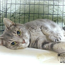 Thumbnail photo of Cherie--RESCUED! #2