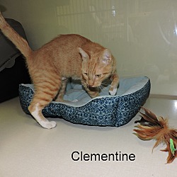 Thumbnail photo of Clementine #1