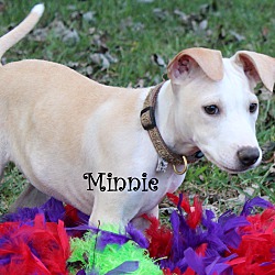 Thumbnail photo of Minnie ~ adopted! #1