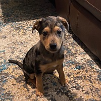 Puppy Luv Animal Rescue in Cave Creek, Arizona