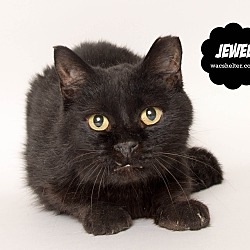 Thumbnail photo of Jewel (a SENIOR)!! #1