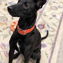 Photo of Olive, active & social puppy!
