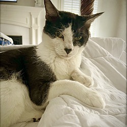 Photo of Piper