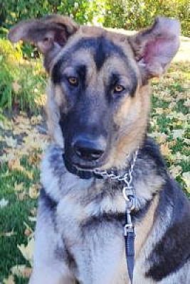 Sacramento, CA - German Shepherd Dog. Meet Malik a Pet for Adoption ...