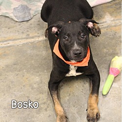 Photo of Bosko