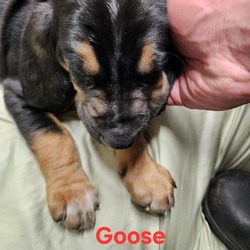Photo of Goose