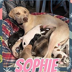 Thumbnail photo of Sophie #4