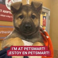 adopt a pet