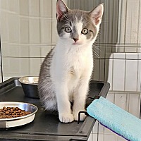 adopt a pet