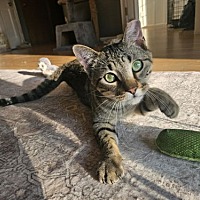 adopt a pet