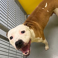 adopt a pet